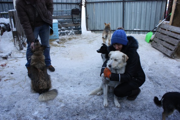 Приют омск. Добрые руки Омск приют. Приют «в добрые руки»Долгопрудный. Добрые руки приют для животных Омск. Приют в добрые руки.